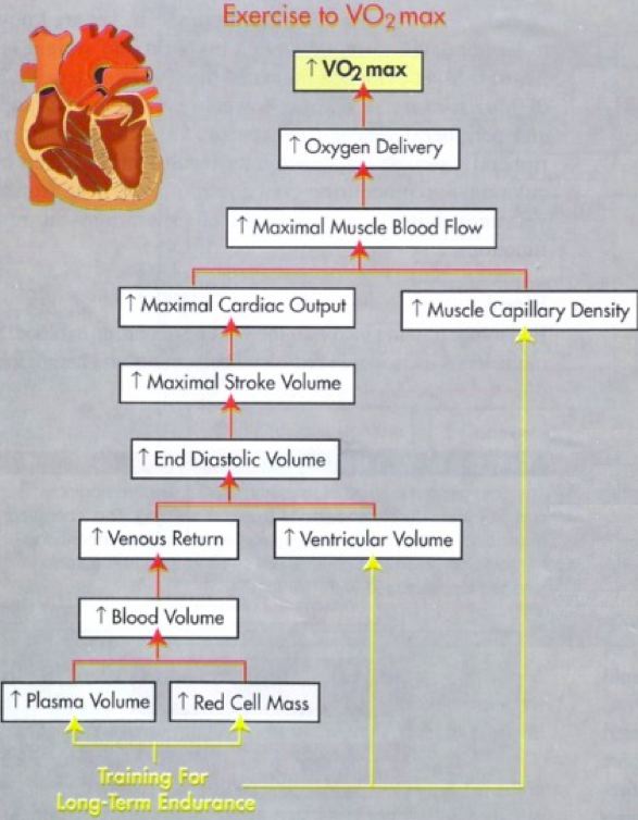 Endurance Adaptations to VO2max
